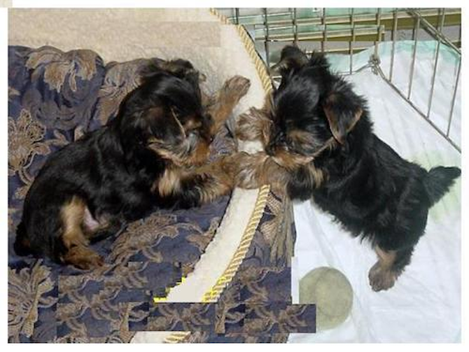 Lisa - Yorkshire Terrier Puppy For Sale Premier Pups Lisa - Yorkshire Terrier Puppy For Sale Premier Pups