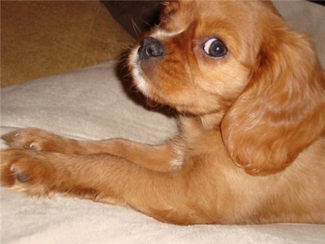 Macie formerly "Ruby" - Cavalier King Charles Spaniel Puppy For Sale Premier Pups Macie formerly "Ruby" - Cavalier King Charles Spaniel Puppy For Sale Premier Pups