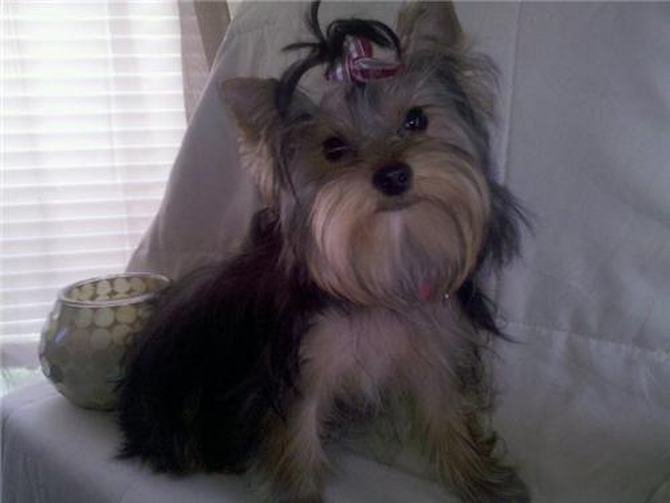 Jersey (formerly victoria) - Yorkshire Terrier Puppy For Sale Premier Pups Jersey (formerly victoria) - Yorkshire Terrier Puppy For Sale Premier Pups