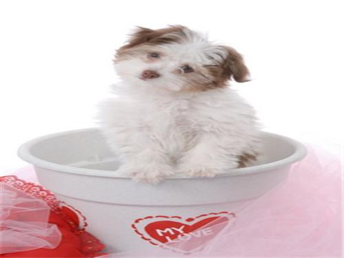 Joy - Havanese Puppy For Sale Premier Pups Joy - Havanese Puppy For Sale Premier Pups