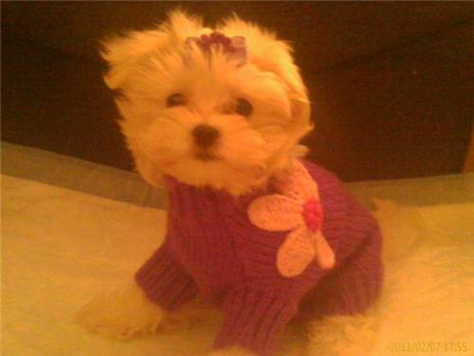 Madison - Maltese Puppy For Sale Premier Pups Madison - Maltese Puppy For Sale Premier Pups