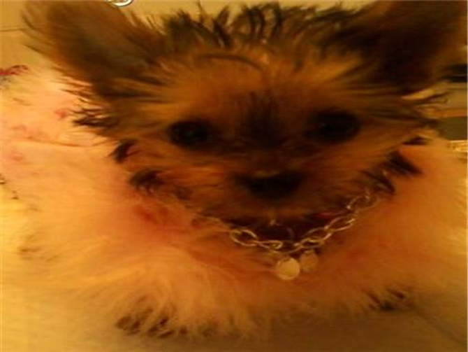 Buttercup (formerly name Alexandria) - Yorkshire Terrier Puppy For Sale Premier Pups Buttercup (formerly name Alexandria) - Yorkshire Terrier Puppy For Sale Premier Pups