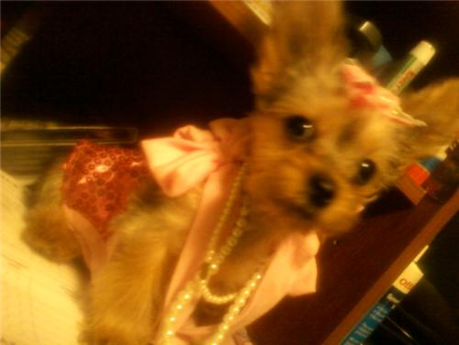 Buttercup (formerly known as Alexandria - Yorkshire Terrier Puppy For Sale Premier Pups Buttercup (formerly known as Alexandria - Yorkshire Terrier Puppy For Sale Premier Pups