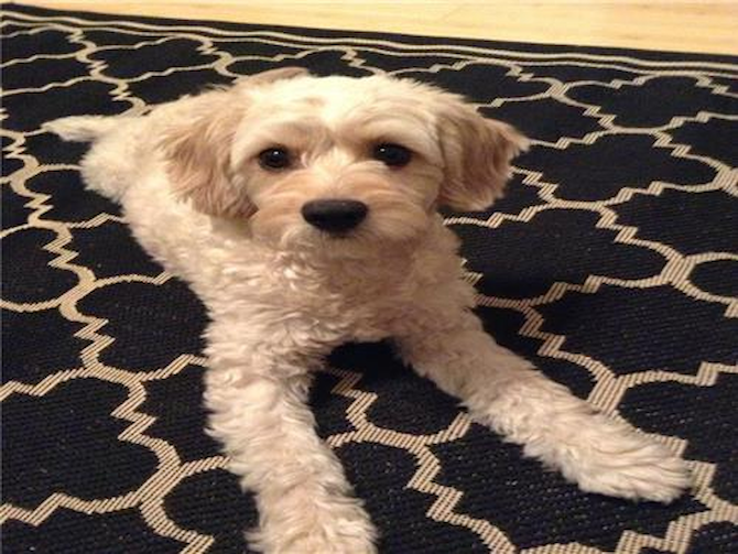 Oscar - Cavapoo Puppy For Sale Premier Pups Oscar - Cavapoo Puppy For Sale Premier Pups