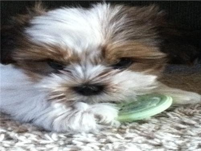Chase (Sebastian) - Shichon Puppy For Sale Premier Pups Chase (Sebastian) - Shichon Puppy For Sale Premier Pups