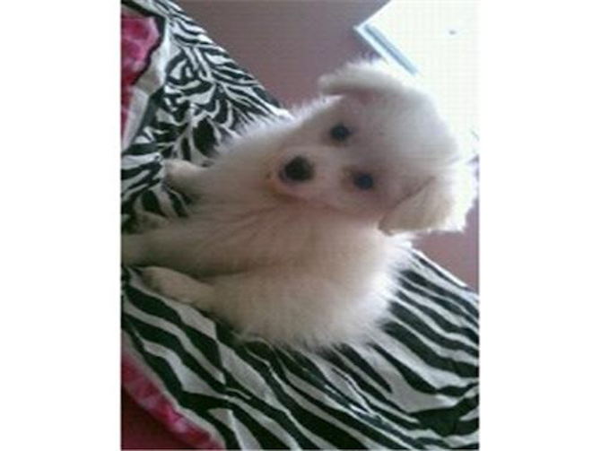 Ellie - Maltipom Puppy For Sale Premier Pups Ellie - Maltipom Puppy For Sale Premier Pups