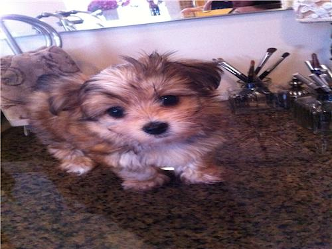 wylie - Morkie Puppy For Sale Premier Pups wylie - Morkie Puppy For Sale Premier Pups