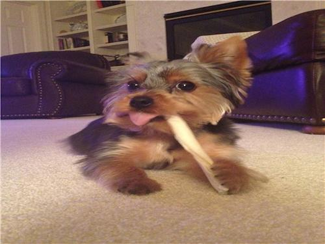 Rocky Zaepfel - Yorkshire Terrier Puppy For Sale Premier Pups Rocky Zaepfel - Yorkshire Terrier Puppy For Sale Premier Pups
