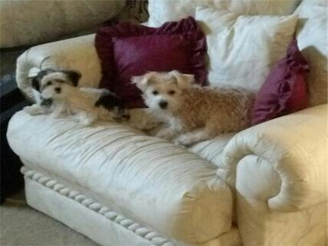 Sasha & Meeko - Morkie Puppy For Sale Premier Pups Sasha & Meeko - Morkie Puppy For Sale Premier Pups