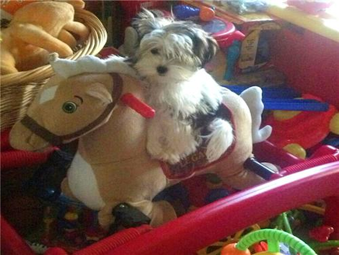 Sasha - Morkie Puppy For Sale Premier Pups Sasha - Morkie Puppy For Sale Premier Pups