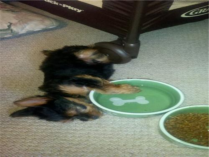 Earl - Yorkshire Terrier Puppy For Sale Premier Pups Earl - Yorkshire Terrier Puppy For Sale Premier Pups
