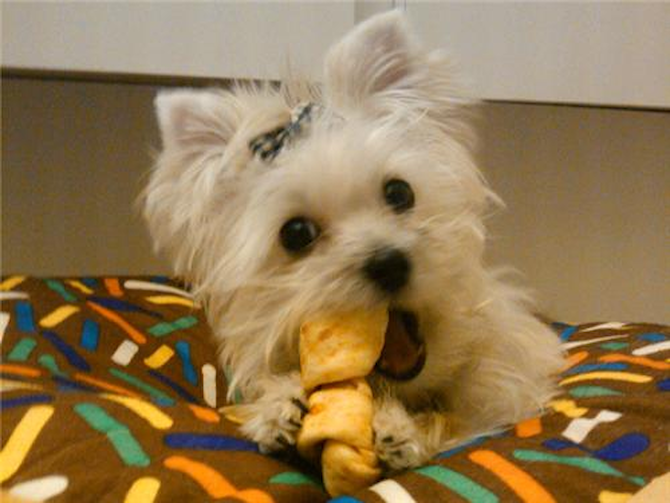 Bitsy AKA Tara - Morkie Puppy For Sale Premier Pups Bitsy AKA Tara - Morkie Puppy For Sale Premier Pups