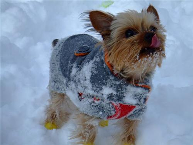 Captain Murphy (formerly Tiny TIm) - Yorkshire Terrier Puppy For Sale Premier Pups Captain Murphy (formerly Tiny TIm) - Yorkshire Terrier Puppy For Sale Premier Pups