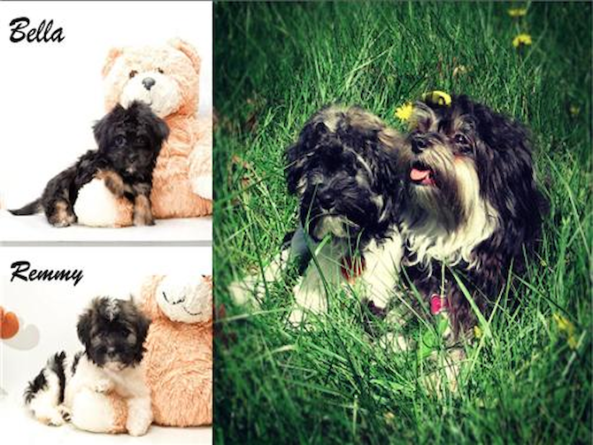 Bella&Remy - Havanese Puppy For Sale Premier Pups Bella&Remy - Havanese Puppy For Sale Premier Pups
