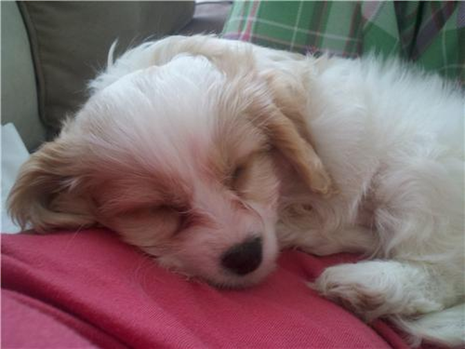 Brady - Cavachon Puppy For Sale Premier Pups Brady - Cavachon Puppy For Sale Premier Pups