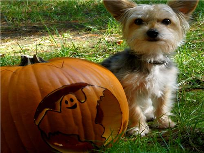 Boomer - Morkie Puppy For Sale Premier Pups Boomer - Morkie Puppy For Sale Premier Pups