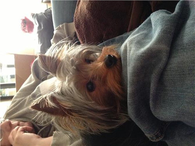 Abby - Yorkshire Terrier Puppy For Sale Premier Pups Abby - Yorkshire Terrier Puppy For Sale Premier Pups