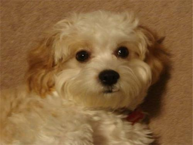Maddie - Cavapoo Puppy For Sale Premier Pups Maddie - Cavapoo Puppy For Sale Premier Pups