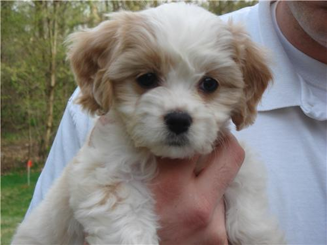 Maddie (Formerly Elizabeth) born 2/6/10 - Cavapoo Puppy For Sale Premier Pups Maddie (Formerly Elizabeth) born 2/6/10 - Cavapoo Puppy For Sale Premier Pups