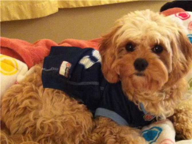 Jackson - Cavapoo Puppy For Sale Premier Pups Jackson - Cavapoo Puppy For Sale Premier Pups