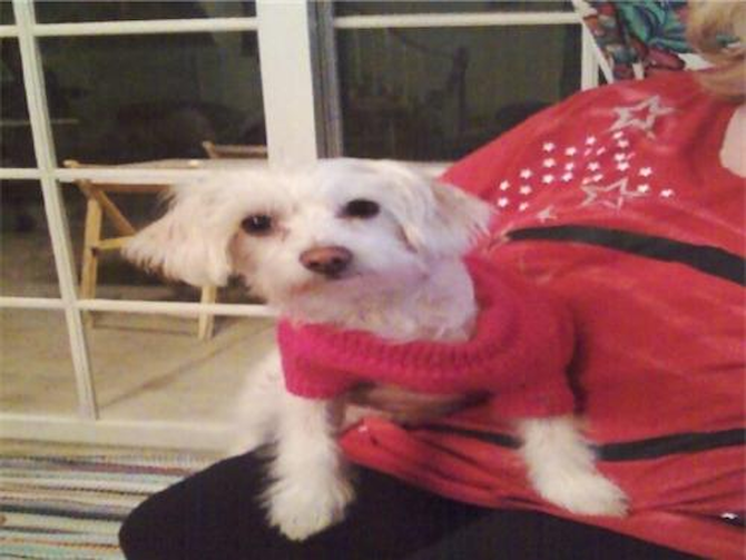 Missy - Maltipoo Puppy For Sale Premier Pups Missy - Maltipoo Puppy For Sale Premier Pups