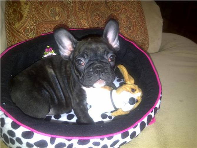 Coco - French Bulldog Puppy For Sale Premier Pups Coco - French Bulldog Puppy For Sale Premier Pups