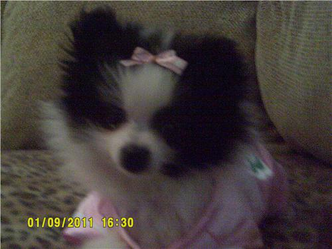 Asia - Pomeranian Puppy For Sale Premier Pups Asia - Pomeranian Puppy For Sale Premier Pups
