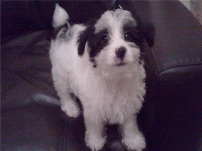Mario - Maltipoo Puppy For Sale Premier Pups Mario - Maltipoo Puppy For Sale Premier Pups