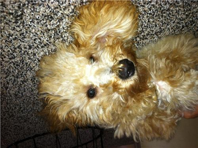 Copper - Cavapoo Puppy For Sale Premier Pups Copper - Cavapoo Puppy For Sale Premier Pups