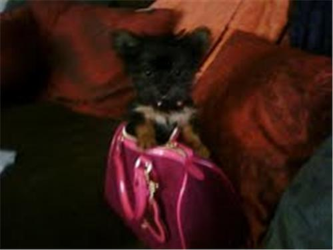 Twinkie - Yorkshire Terrier Puppy For Sale Premier Pups Twinkie - Yorkshire Terrier Puppy For Sale Premier Pups