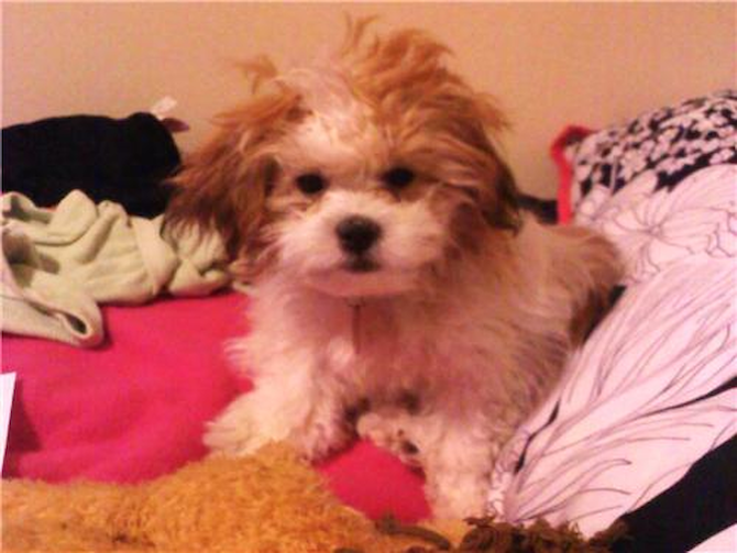 Oscar - Teddy Bear Puppy For Sale Premier Pups Oscar - Teddy Bear Puppy For Sale Premier Pups