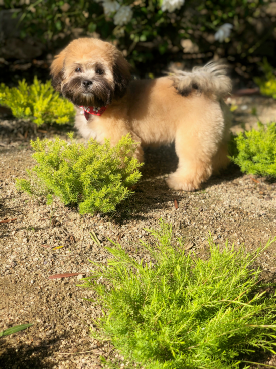 Playful Shih Poo Poodle Mix Pup