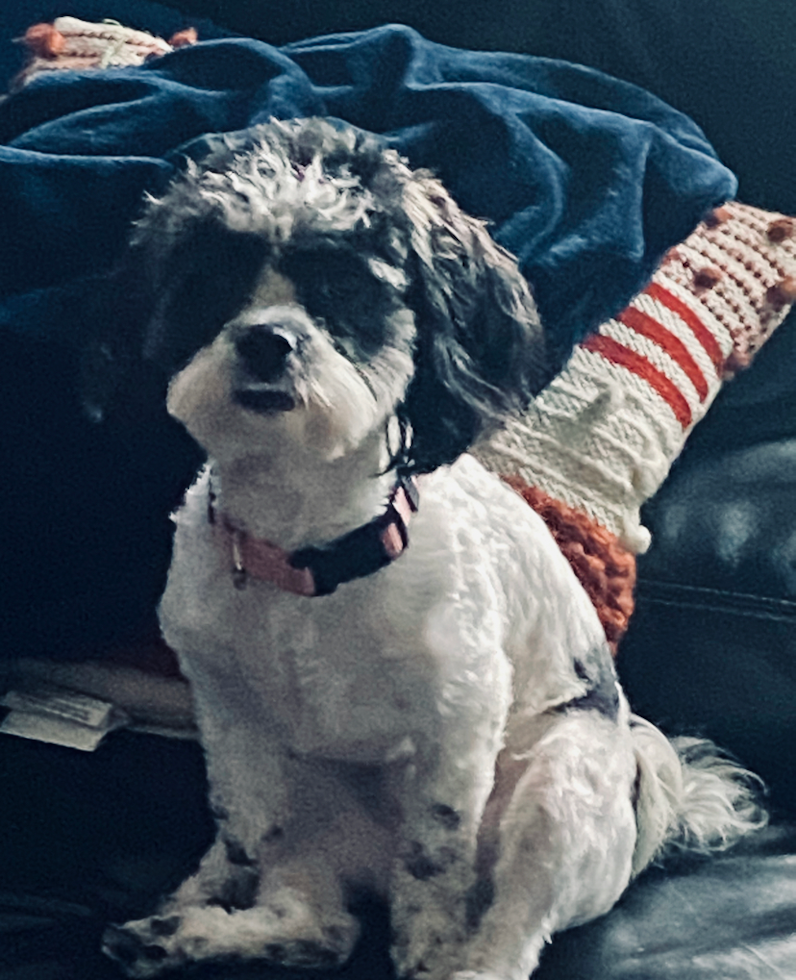 Small Shih Poo Pup in Silver Spring MD