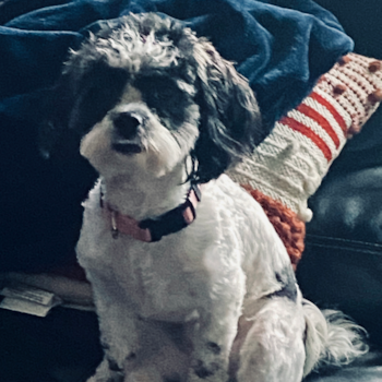 Small Shih Poo Pup in Silver Spring MD