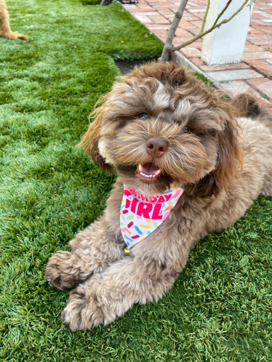 Shih Poo Being Cute