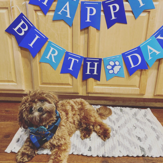 Energetic Shih Poo Poodle Mix Pup