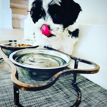 Shih Poo Being Cute