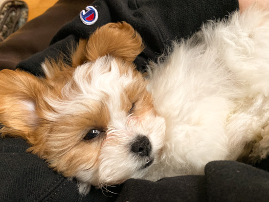 Cute Teddy Bear Pup in Freetown