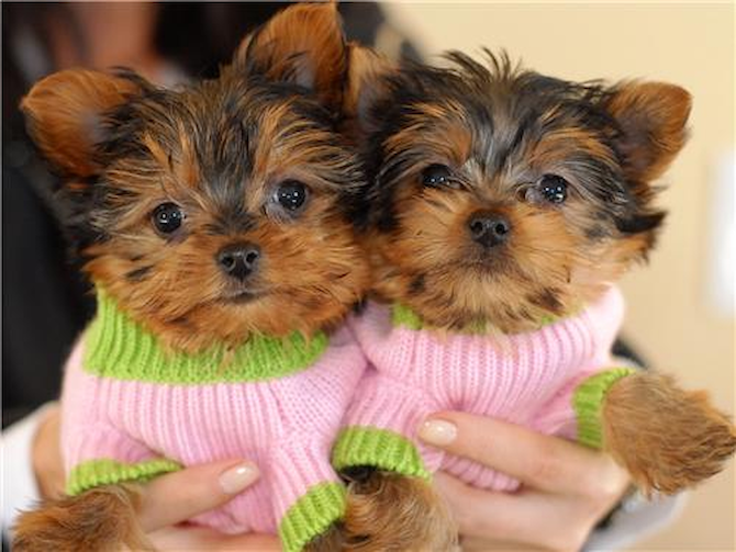 Victoria & Alexandra - Yorkshire Terrier Puppy For Sale Premier Pups Victoria & Alexandra - Yorkshire Terrier Puppy For Sale Premier Pups