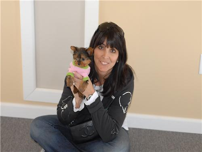 Victoria - Yorkshire Terrier Puppy For Sale Premier Pups Victoria - Yorkshire Terrier Puppy For Sale Premier Pups