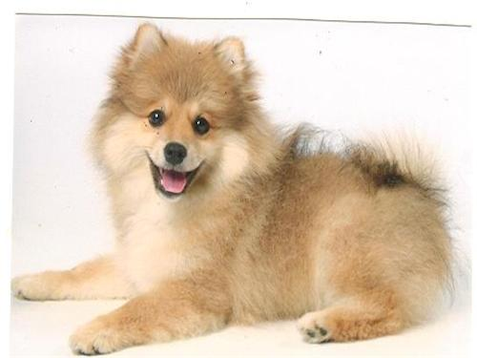 Corky - Pomeranian Puppy For Sale Premier Pups Corky - Pomeranian Puppy For Sale Premier Pups