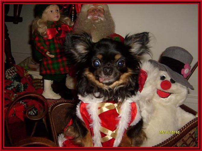 Tilly - Chihuahua Puppy For Sale Premier Pups Tilly - Chihuahua Puppy For Sale Premier Pups