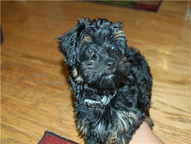 Bentley (Gregory) - Yorkie Poo Puppy For Sale Premier Pups Bentley (Gregory) - Yorkie Poo Puppy For Sale Premier Pups