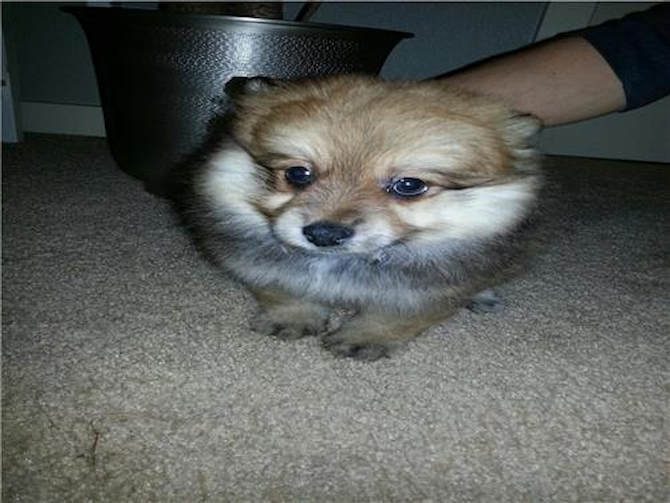 Diesel - Pomeranian Puppy For Sale Premier Pups Diesel - Pomeranian Puppy For Sale Premier Pups