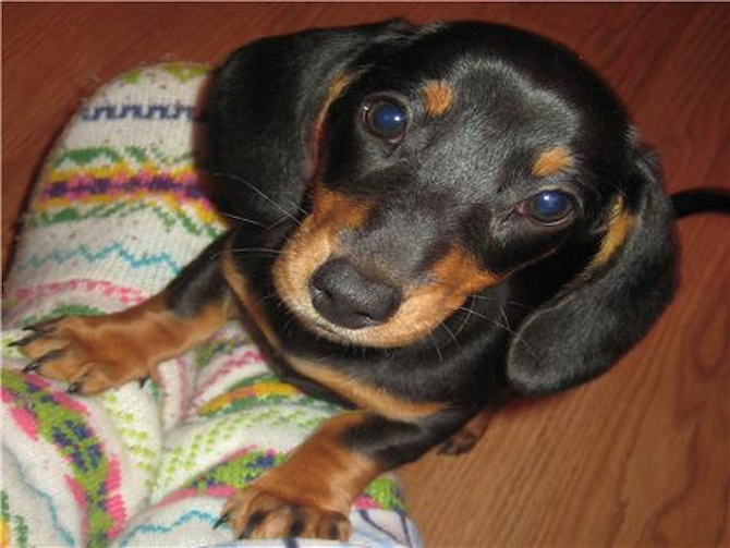 Molly - Dachshund Puppy For Sale Premier Pups Molly - Dachshund Puppy For Sale Premier Pups