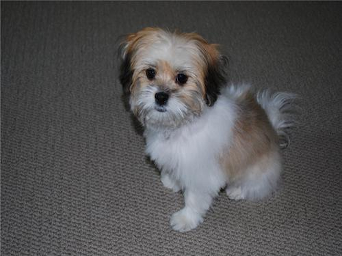Nellie - Havanese Puppy For Sale Premier Pups Nellie - Havanese Puppy For Sale Premier Pups