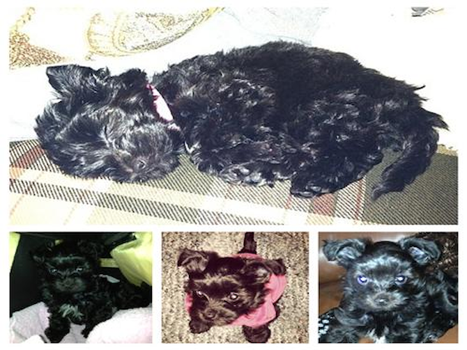 Gia - Morkie Puppy For Sale Premier Pups Gia - Morkie Puppy For Sale Premier Pups