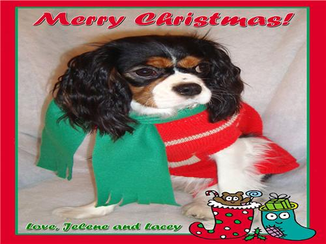 Lacey - Cavalier King Charles Spaniel Puppy For Sale Premier Pups Lacey - Cavalier King Charles Spaniel Puppy For Sale Premier Pups