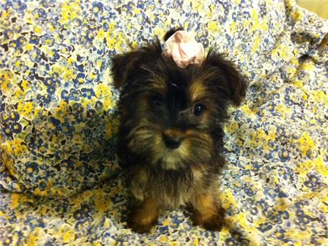 Sasha - Morkie Puppy For Sale Premier Pups Sasha - Morkie Puppy For Sale Premier Pups