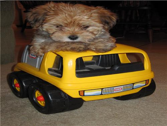 Kipton - Morkie Puppy For Sale Premier Pups Kipton - Morkie Puppy For Sale Premier Pups